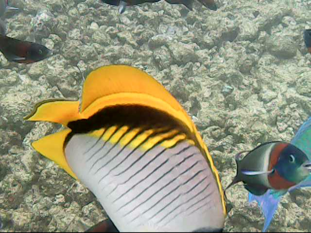 Day 18 snorkeling-
